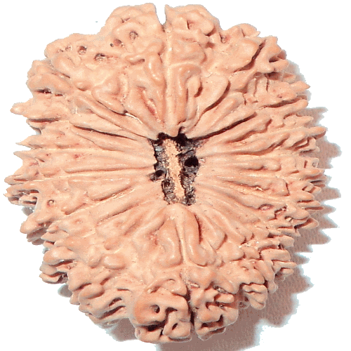 18 Mukhi Rudraksha